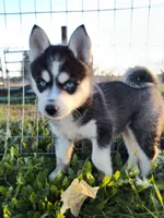Waitlist for babies, a  Pomsky for sale in Susanville, CA – 1 of 8