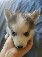 Female 1, a female Pomsky for sale in Susanville, CA – 2 of 2