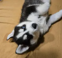 Waitlist for babies, a  Pomsky for sale in Susanville, CA – 3 of 8