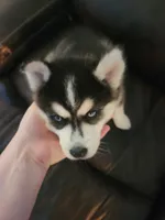 Waitlist for babies, a  Pomsky for sale in Susanville, CA – 6 of 8