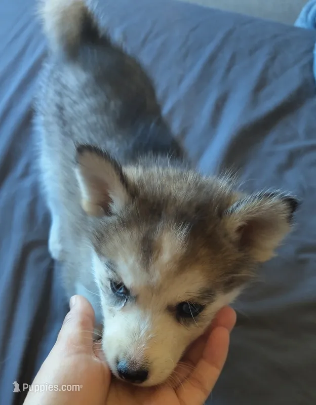 Female 2 – Pomsky puppy for sale in Susanville, CA