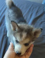 Female 2, a female Pomsky for sale in Susanville, CA – 1 of 2