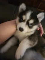 Waitlist for babies, a  Pomsky for sale in Susanville, CA – 2 of 8