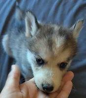 Female 2, a female Pomsky for sale in Susanville, CA – 2 of 2