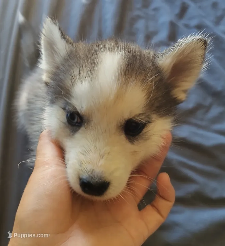 Male 1 – Pomsky puppy for sale in Susanville, CA