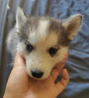 Male 1, a male Pomsky for sale in Susanville, CA – 1 of 2
