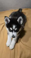 Waitlist for babies, a  Pomsky for sale in Susanville, CA – 8 of 8