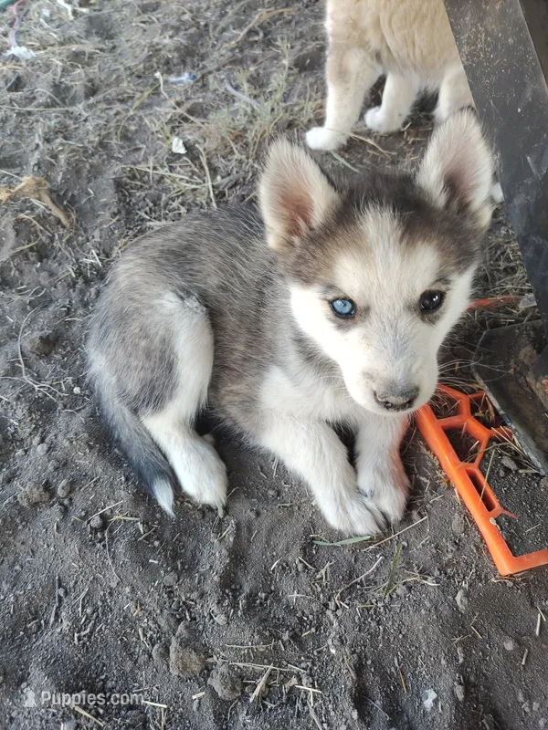 Male 1 – Pomsky puppy on hold in Susanville, CA