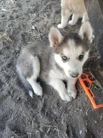 Male 1, a male Pomsky for sale in Susanville, CA – 1 of 4