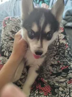 Waitlist for babies, a  Pomsky for sale in Susanville, CA – 4 of 8