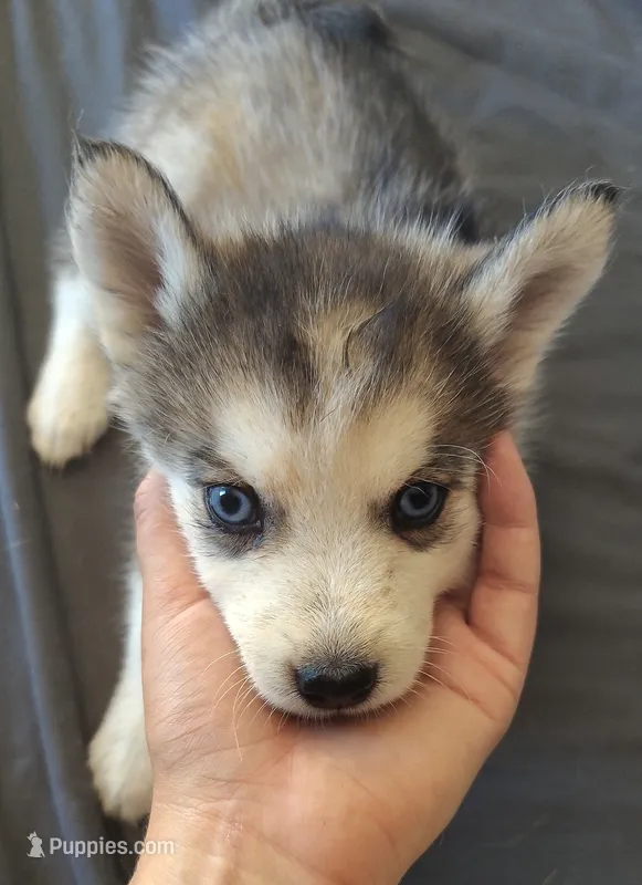 Male 2 – Pomsky puppy for sale in Susanville, CA