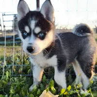 Ash, a female Pomsky for sale in Susanville, CA – 2 of 2