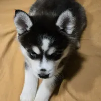 Ash, a female Pomsky for sale in Susanville, CA – 1 of 2