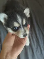 Waitlist for babies, a  Pomsky for sale in Susanville, CA – 7 of 8