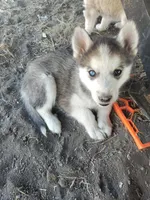 Male 1, a male Pomsky for sale in Susanville, CA – 2 of 4