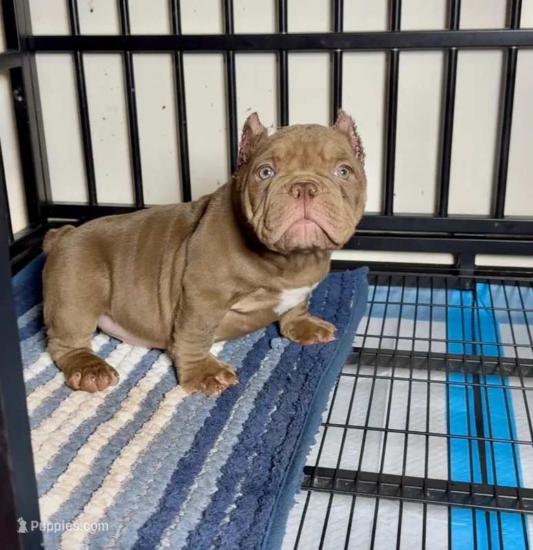 Chocolate , a male American Bully for sale in Lovejoy, GA – Photo 1 of 1