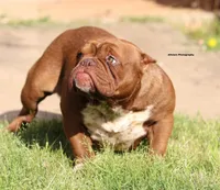 Coffee, a female American Bully for sale in Lovejoy, GA – Photo 1 of 2