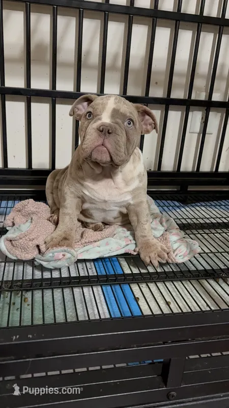 Facetime, a male American Bully for sale in Lovejoy, GA – Photo 1 of 1