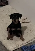 Peanuts pup-F, a female Yorkipoo and Miniature Pinscher for sale in Grandville, MI – 5 of 5