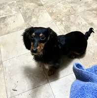 Wanda, a female Miniature Dachshund for sale in Grandville, MI – 3 of 4