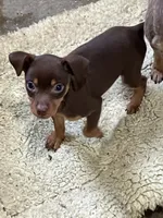 Chocolate M, a male Miniature Pinscher for sale in Grandville, MI – 2 of 2
