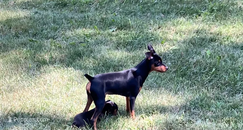 Blk/tan M – Miniature Pinscher puppy for sale in Grandville, MI