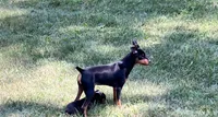 Blk/tan M, a male Miniature Pinscher for sale in Grandville, MI – 1 of 5