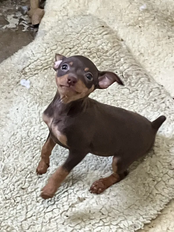 Chocolate M – Miniature Pinscher puppy for sale in Grandville, MI