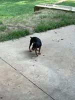 Ms. Female , a female Miniature Pinscher for sale in Grandville, MI – 3 of 3