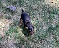 Ms. Female , a female Miniature Pinscher for sale in Grandville, MI – 2 of 3