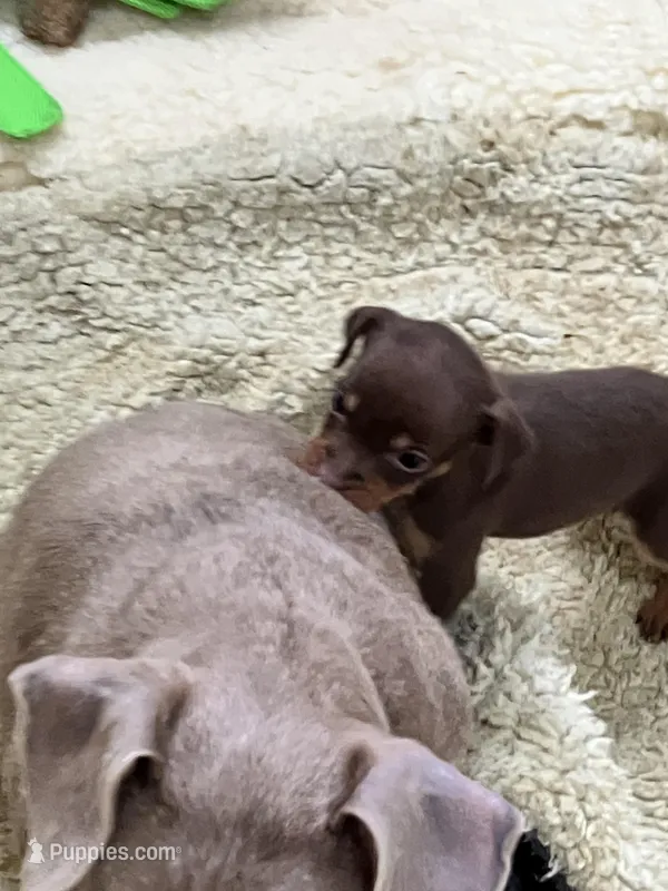 Chocolate M, a male Miniature Pinscher for sale in Grandville, MI – 1 of 2
