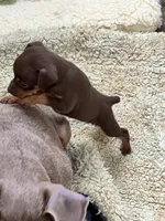Chocolate M, a male Miniature Pinscher for sale in Grandville, MI – 2 of 2