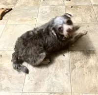 Mudflap, a male Miniature Pinscher and Poodle - Miniature  for sale in Grandville, MI – 4 of 4