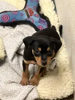 Blk/tan F, a female Miniature Pinscher for sale in Grandville, MI – Photo 1 of 3