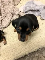 Blk/tan F, a female Miniature Pinscher for sale in Grandville, MI – Photo 2 of 3