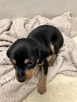 Blk/tan F, a female Miniature Pinscher for sale in Grandville, MI – Photo 3 of 3