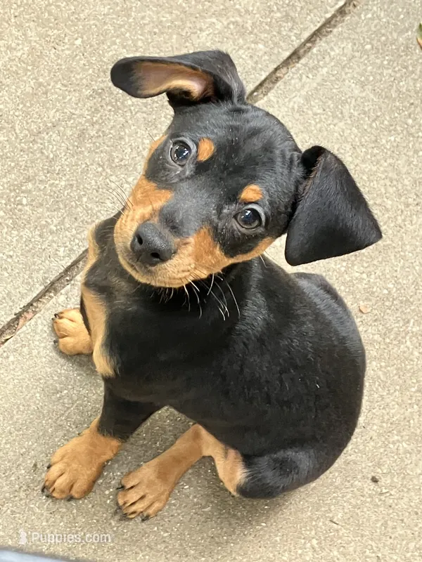 Mister – Miniature Pinscher puppy for sale in Grandville, MI