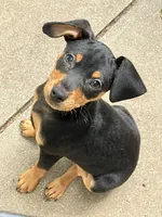 Mister, a male Miniature Pinscher for sale in Grandville, MI – 1 of 3