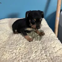 Blk/tan Fuzzy, a female Yorkipoo for sale in Grandville, MI – Photo 2 of 5