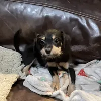 Blk/tan Fuzzy, a female Yorkipoo for sale in Grandville, MI – Photo 1 of 5