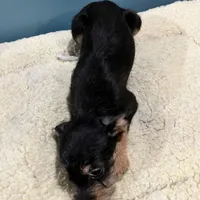 Blk/tan Fuzzy, a female Yorkipoo for sale in Grandville, MI – Photo 5 of 5