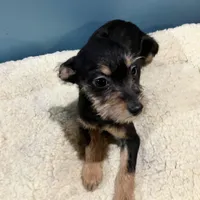 Blk/tan Fuzzy, a female Yorkipoo for sale in Grandville, MI – Photo 4 of 5