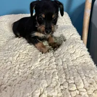 Blk/tan Fuzzy, a female Yorkipoo for sale in Grandville, MI – Photo 3 of 5