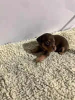 Chocolate F, a female Miniature Pinscher for sale in Grandville, MI – Photo 2 of 2