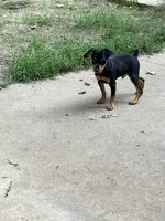 Mister, a male Miniature Pinscher for sale in Grandville, MI – 3 of 3