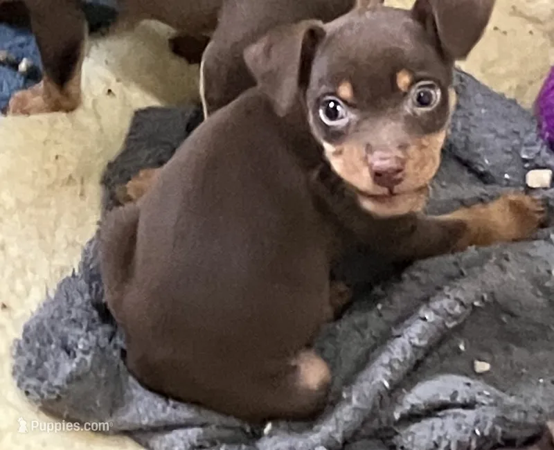 Chocolate M – Miniature Pinscher puppy for sale in Grandville, MI