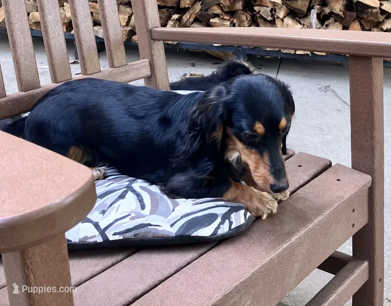 Wanda – Miniature Dachshund puppy for sale in Grandville, MI