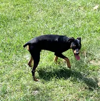 Blk/tan M, a male Miniature Pinscher for sale in Grandville, MI – 2 of 5