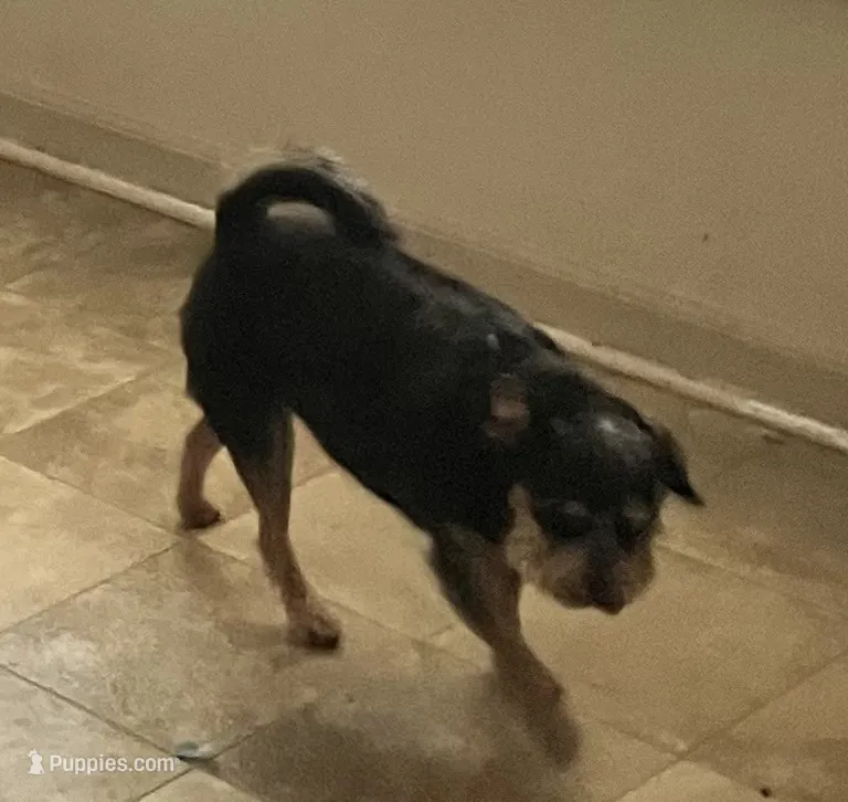 Toby – Miniature Pinscher, Poodle - Miniature  puppy for sale in Grandville, MI