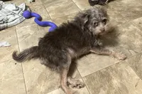 Mudflap, a male Miniature Pinscher and Poodle - Miniature  for sale in Grandville, MI – 3 of 4